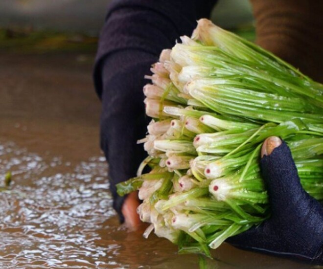 Hẹ nước được ví như lộc trời ở miền Tây