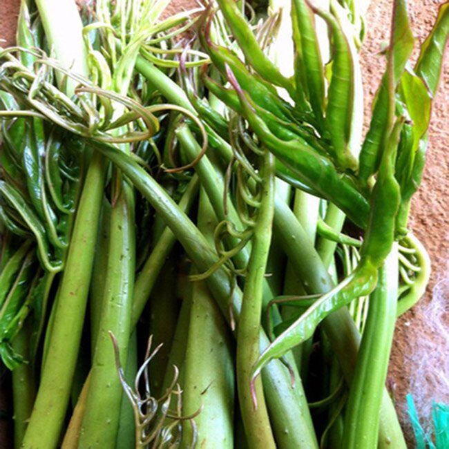 Cây dại mọc bờ ao, xưa cho lợn ăn nay thành đặc sản được ưa chuộng vì có hương vị đặc biệt, tốt cho sức khỏe - 3