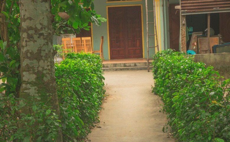 Người dân mang về trồng làm hàng rào và hái lá, ngọn non để xào, nấu canh