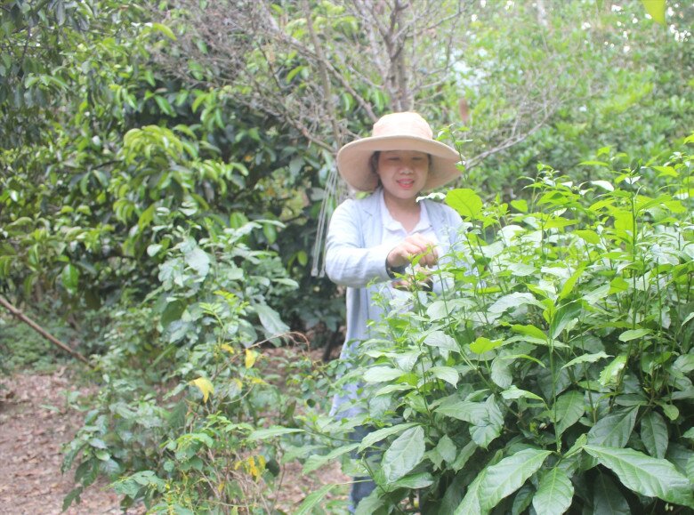 Rau sen vốn là cây mọc hoang dại ở bìa rừng