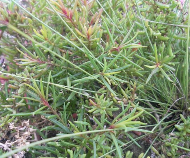 Rau muối mọc hoang dại ở ven suối, bờ bụi, những khu vực đất ngập mặn