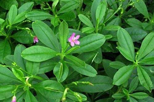 Sâm đất dễ trồng, dễ phát triển, mang về nguồn thu nhập cho nhiều người