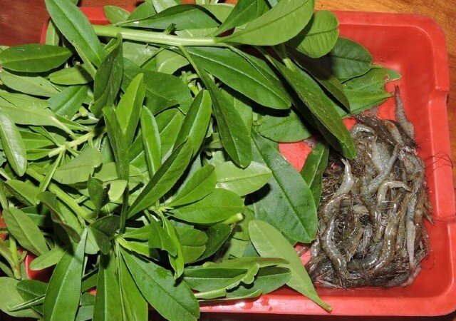 Từ xưa người dân đã hái lá và ngọn non để làm rau ăn