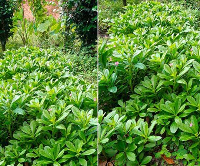 Rau sâm đất mọc dại trong vườn, phát triển mạnh khi có mưa