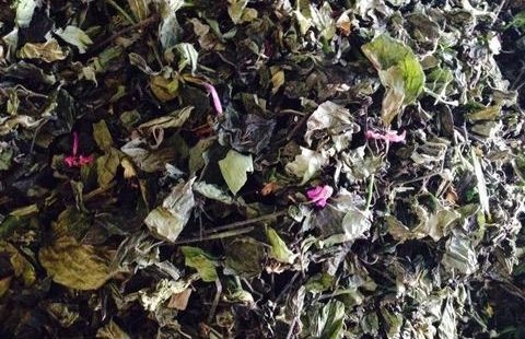 Lá cẩm khô và bột lá cẩm vô cùng tiện lợi, được người thành phố mua về để sử dụng những năm gần đây