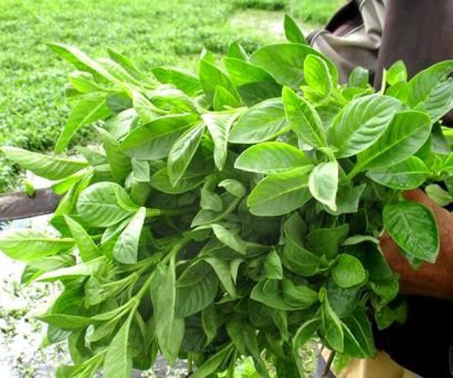 Xá xị vốn là cây mọc hoang dại ở bìa rừng, bờ sông