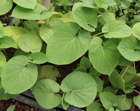 Cây dổi dễ trồng, thích hợp với nhiều loại thời tiết