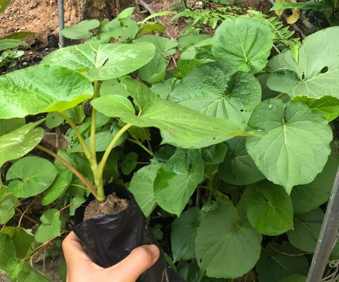 Cây dổi đất là gia vị để sử dụng trong các món nướng của người Tây Bắc