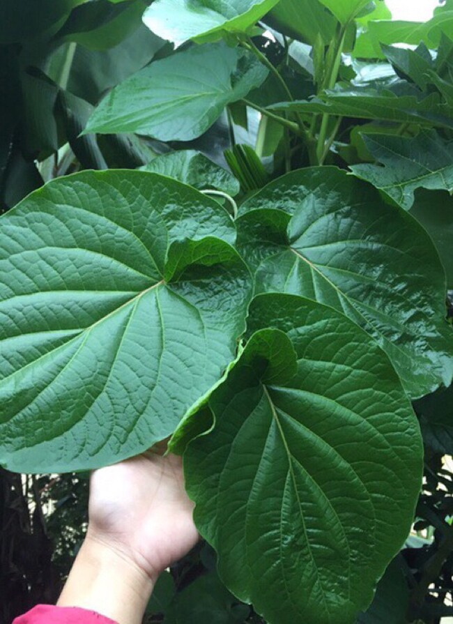 Lá dổi to, cho thu hoạch quanh năm