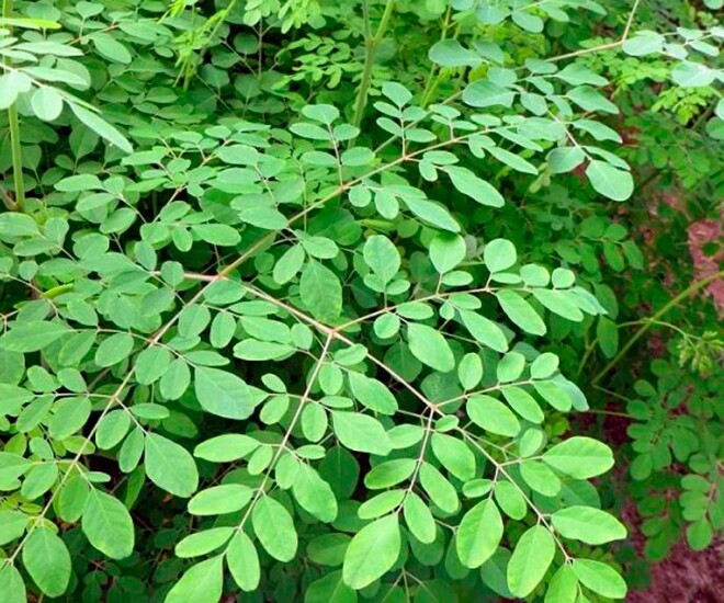 Moringa ban đầu mọc trên bụi rậm nhưng có nhiều lợi ích cho sức khỏe