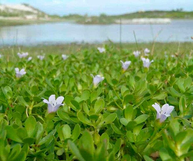 Cây dại mọc ven mương vốn được mệnh danh là rau trí tuệ, giờ đã trở thành đặc sản người thành phố tranh nhau mua, có hương vị lạ - 1