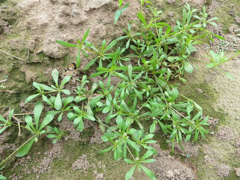 Rau đắng đất mọc hoang dại ở khắp nơi