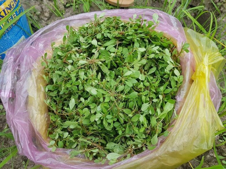 Rau đắng đất có nhiều tác dụng với sức khỏe.