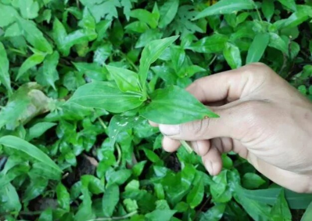 Cây rau trai vốn mọc dại, là nguyên liệu làm nên món ăn dân dã, lạ miệng với người dân thành phố