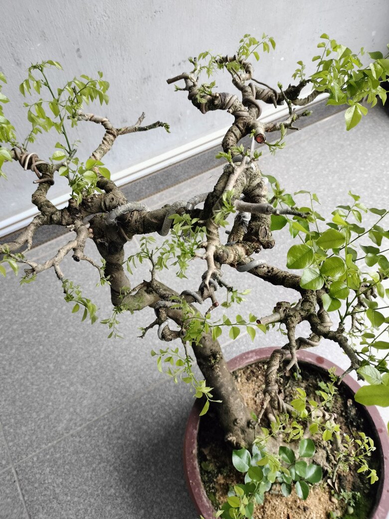 Những chậu trắc nghệ bonsai nhỏ, vừa tầm chơi được nhiều người chơi cây yêu thích và tích cực trao đổi.