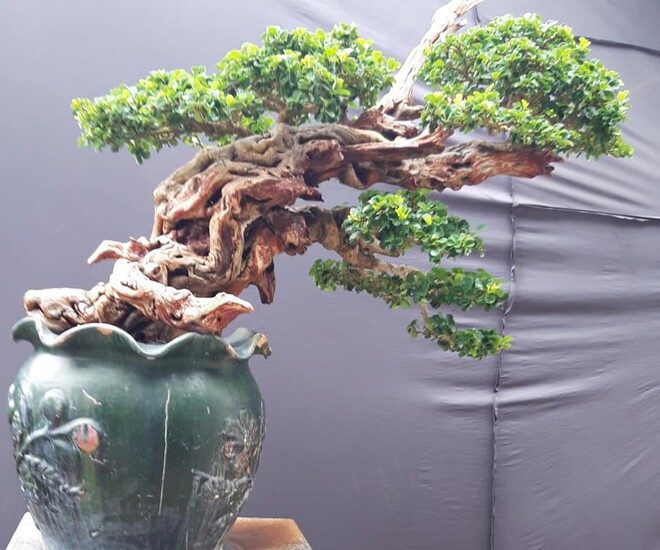 Cây dại nhìn như củi khô lên chậu thành bonsai đẹp lạ, giá 1 tỷ chủ nhân cũng không bán, giới chơi cây amp;#34;săn lùngamp;#34; - 1