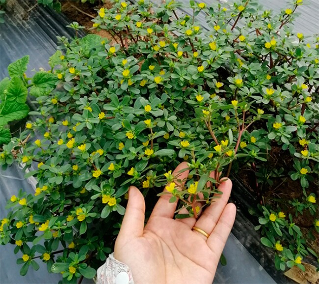 Hiện nay nhiều người trồng rau sam ở ban công hay sân vườn để có rau ăn đổi vị cho bữa cơm gia đình