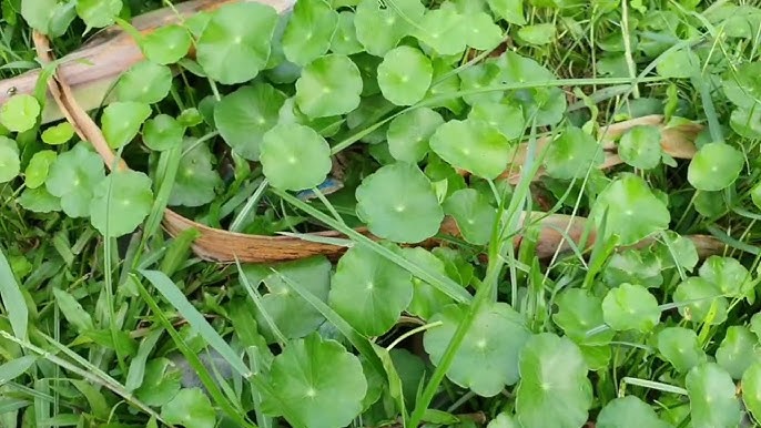 Hiện nay nhiều người trồng rau má để bán ra thị trường, kiếm thêm thu nhập