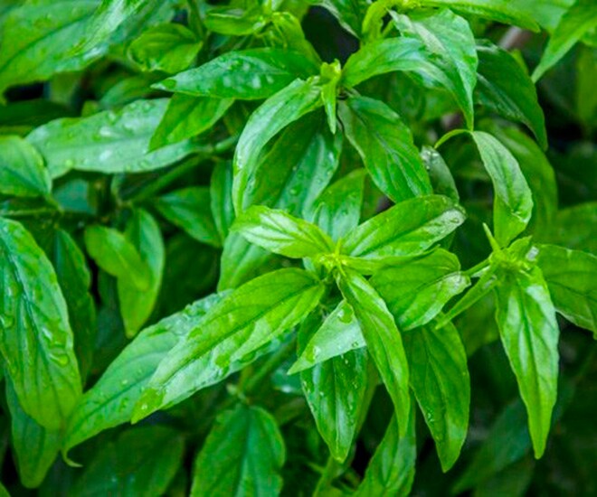 Cây mảnh cộng mọc hoang dại ở bìa rừng, được người đưa về trồng làm hàng rào