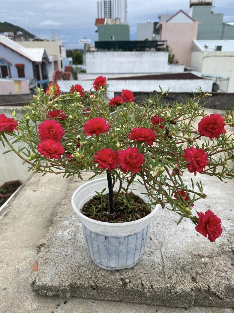 Cây dại ở bờ rào nở hoa quanh năm, nay amp;#34;lên chậuamp;#34; thành bonsai độc lạ, có cây giá vài chục triệu đồng vẫn được săn lùng - 5