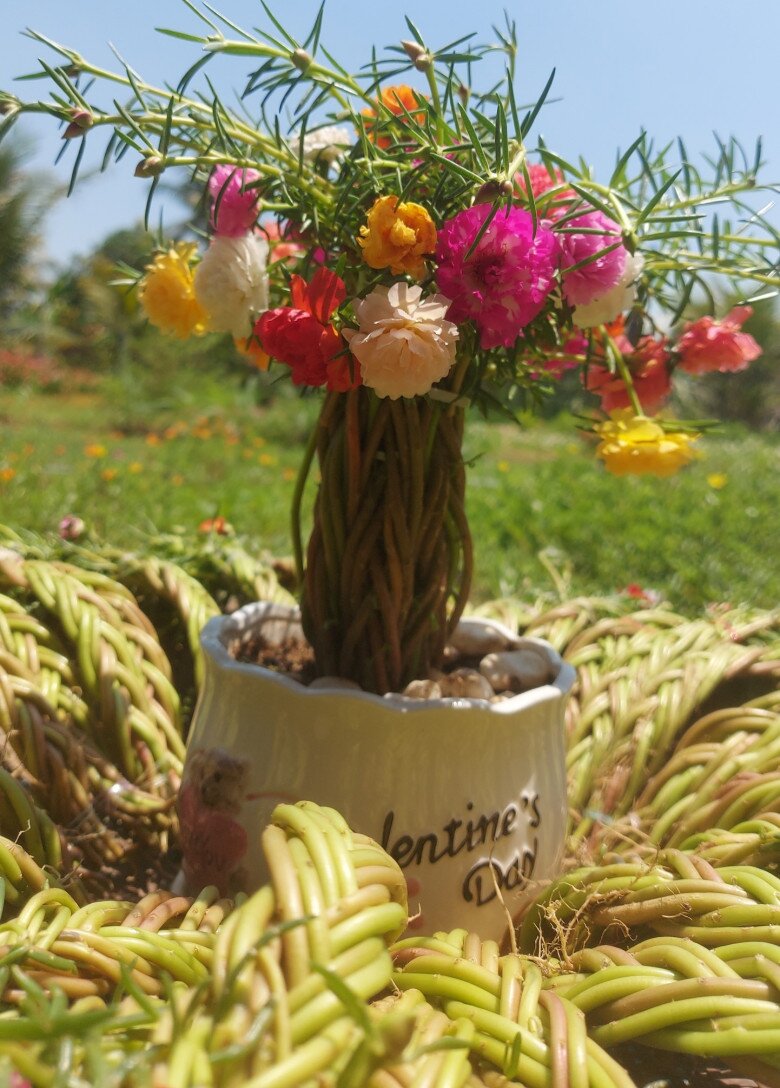 Cây dại ở bờ rào nở hoa quanh năm, nay amp;#34;lên chậuamp;#34; thành bonsai độc lạ, có cây giá vài chục triệu đồng vẫn được săn lùng - 2