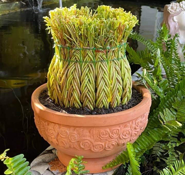 Nhiều người lựa chọn bonsai hoa mười giờ để làm đẹp không gian sống trong những năm gần đây