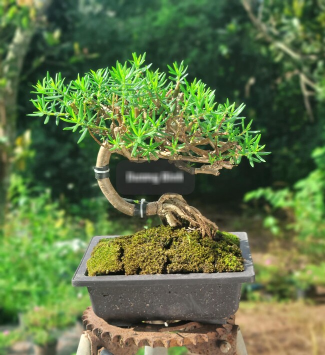 Với những chậu bonsai hoa mười giờ đẹp, được đặt hàng trước sẽ có giá tới vài chục triệu đồng