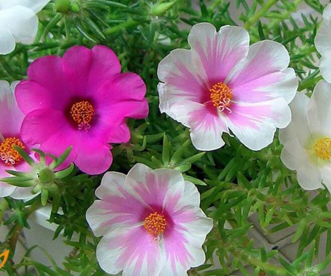 Hoa mười giờ nở hoa rực rỡ quanh năm