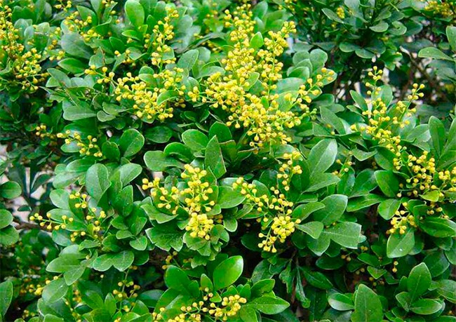 Hình ảnh cây ngâu bonsai trong tự nhiên và hoa của loại cây này.