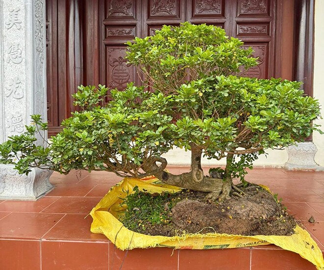 Cây dại quen thuộc cho hoa thơm nức lên chậu thành bonsai, vừa đẹp vừa mang tới bình an, có cây định giá 1,5 tỷ đồng - 1