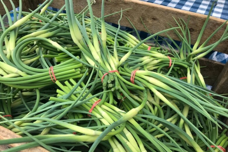 Hiện nay ngồng tỏi được bán ở thành phố với giá đắt đỏ