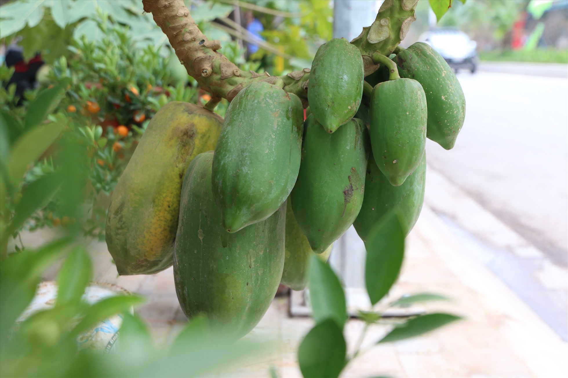 Cây quen thuộc lên chậu thành bonsai vừa đẹp vừa mang ý nghĩa đủ đầy, có cây giá vài chục triệu đồng được ưa chuộng - 2