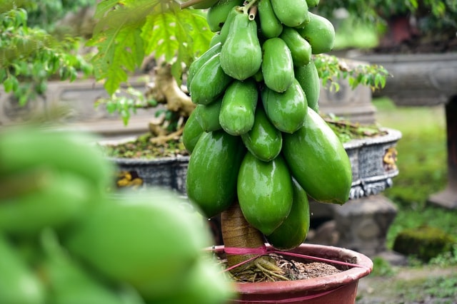 Cây đu đủ bonsai thường trĩu quả, hình dáng quả đẹp