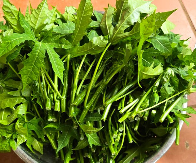 Rau mì chính ngọt tự nhiên, giòn, có thể xào hoặc nhúng lẩu