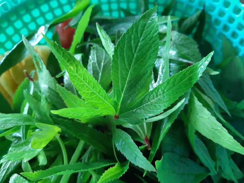 Lá bụp giấm có vị chua thanh, làm thành nhiều món ăn ngon