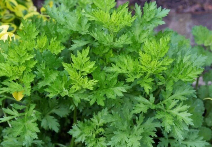 Cây mọc dại ở ven đường, có vị đắng nhưng làm thành nhiều món đặc sản nổi tiếng, tốt cho sức khoẻ - 1