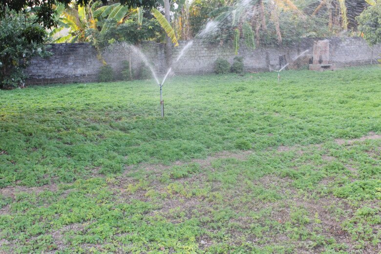 Cây mọc dại ở ven đường, có vị đắng nhưng làm thành nhiều món đặc sản nổi tiếng, tốt cho sức khoẻ - 3