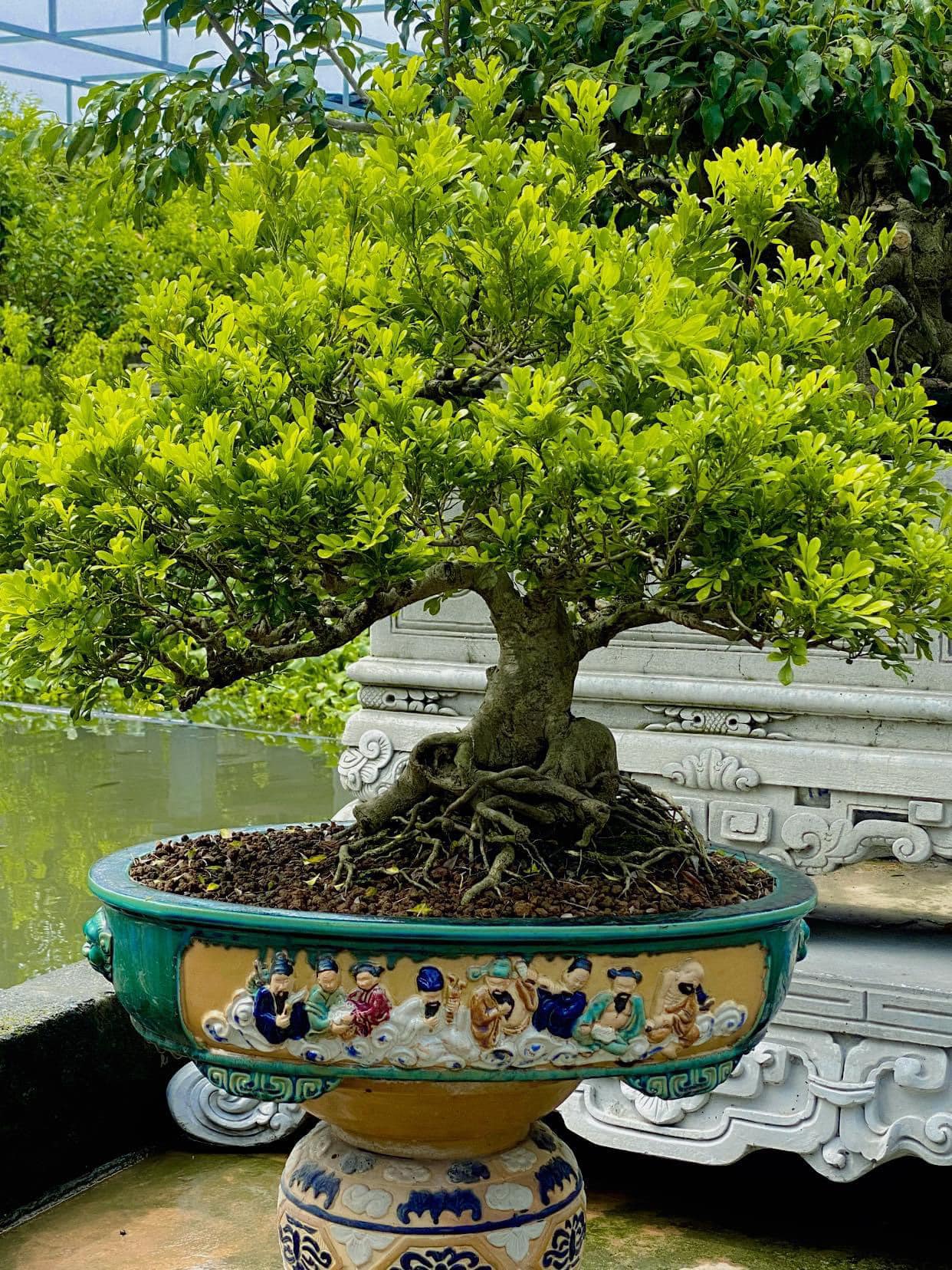 Cây ngâu mang ý nghĩa phong thuỷ, vừa có thể hỗ trợ chữa nhiều bệnh theo dân gian.