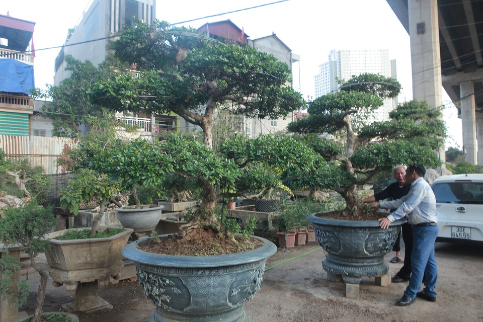 2 gốc ngâu bonsai dáng thế đẹp thu hút giới chơi cây của ông lão ở Hà Nội.