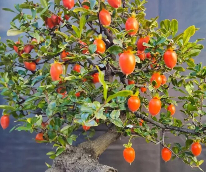 Cận cảnh một cây hồng đá có gốc xù xì, ra quả chi chít được giới chơi cây săn lùng.