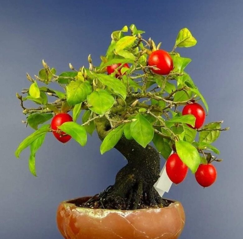 Cây quen thuộc cho quả lúc lỉu đẹp mắt, amp;#34;lên chậuamp;#34; thành bonsai vừa độc lạ vừa mang lại may mắn, có cây giá 900 triệu đồng - 5