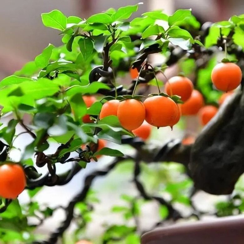 Để chậu hồng đá bonsai trong nhà hoặc ngoài sân vườn mang ý nghĩa may mắn, tài lộc.