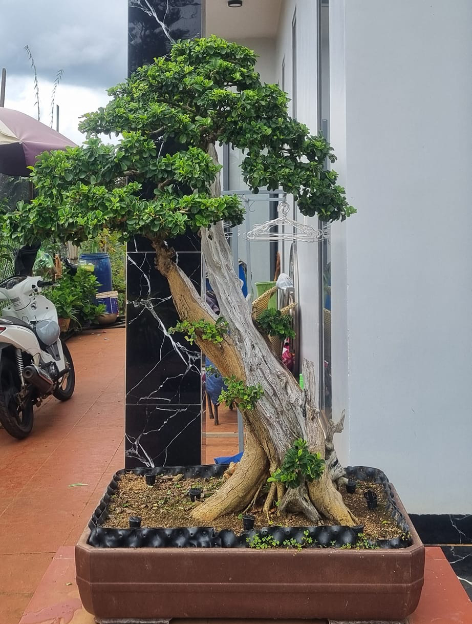 Cây dại nhìn như củi khô lên chậu thành bonsai đẹp lạ, giá 1 tỷ chủ nhân cũng không bán, giới chơi cây amp;#34;săn lùngamp;#34; - 8