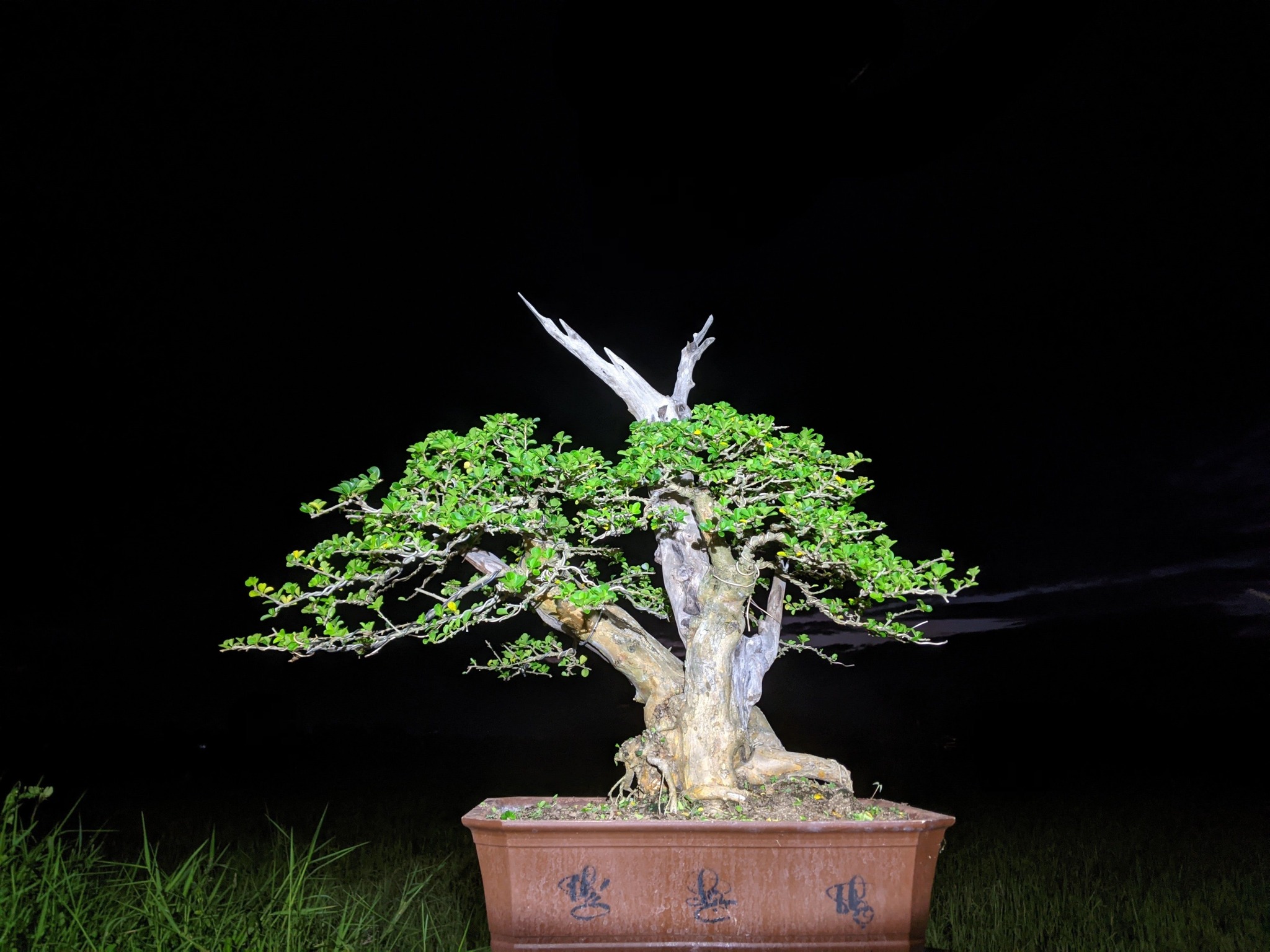 Cây dại nhìn như củi khô lên chậu thành bonsai đẹp lạ, giá 1 tỷ chủ nhân cũng không bán, giới chơi cây amp;#34;săn lùngamp;#34; - 7