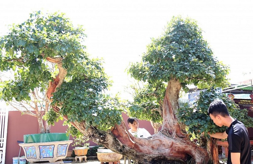 Cây trắc bonsai độc lạ thu hút giới chơi cây về độ quý hiếm