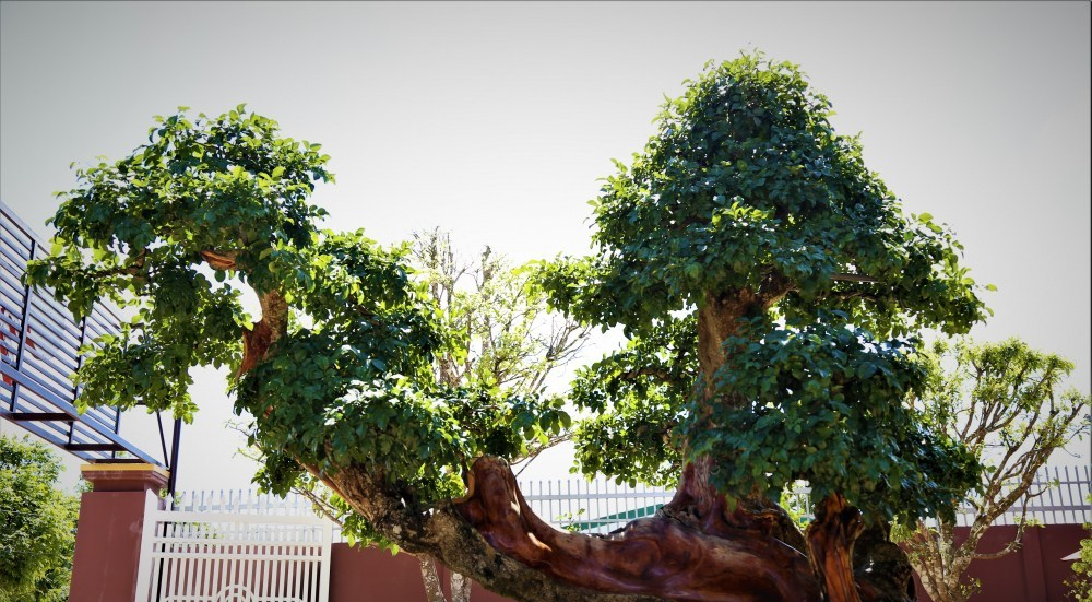 Cận cảnh một gốc trắc bonsai xum xuê lá, dáng dấp uốn lượn cực hiếm.