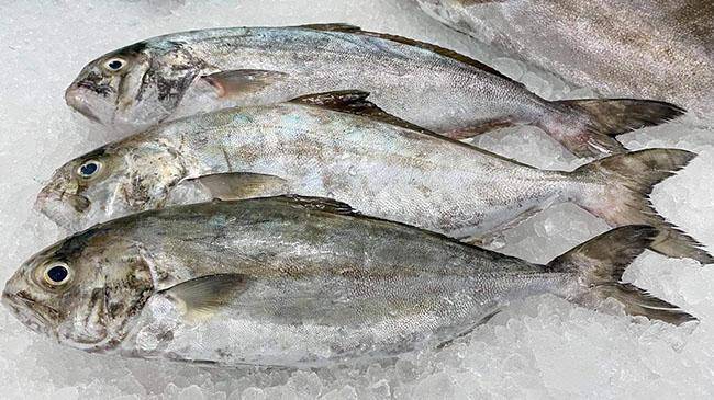 Cá cu có thịt thơm ngon hấp dẫn, có thể làm thành nhiều món ăn đặc sản nổi tiếng ở Đà Nẵng