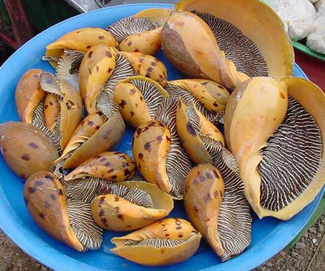 Ốc giác vàng là đặc sản ở Quảng Ninh và Phan Thiết