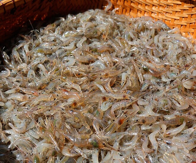 Tép rim là loại tép đồng, có kích thước bé
