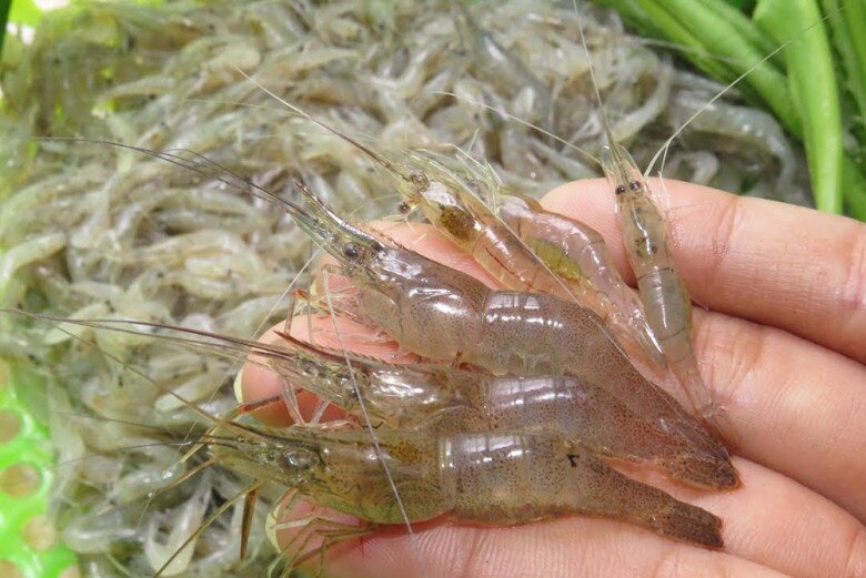 Đặc sản có tên rất lạ, xưa dành cho amp;#34;người nghèoamp;#34; nay dân thành phố tranh nhau mua vì hương vị lạ, 150.000 đồng/kg - 3